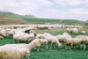schapen in veld 